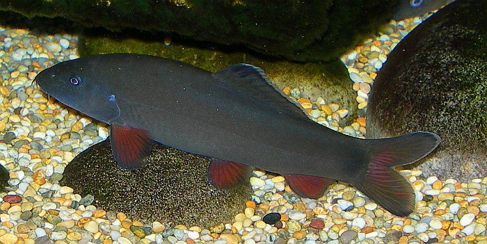 Adult specimen.