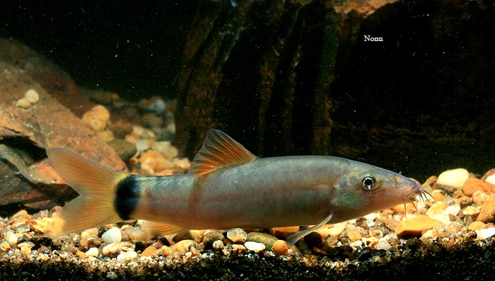 The red-finned form of this species is rarely-traded. Image shows a young adult specimen.