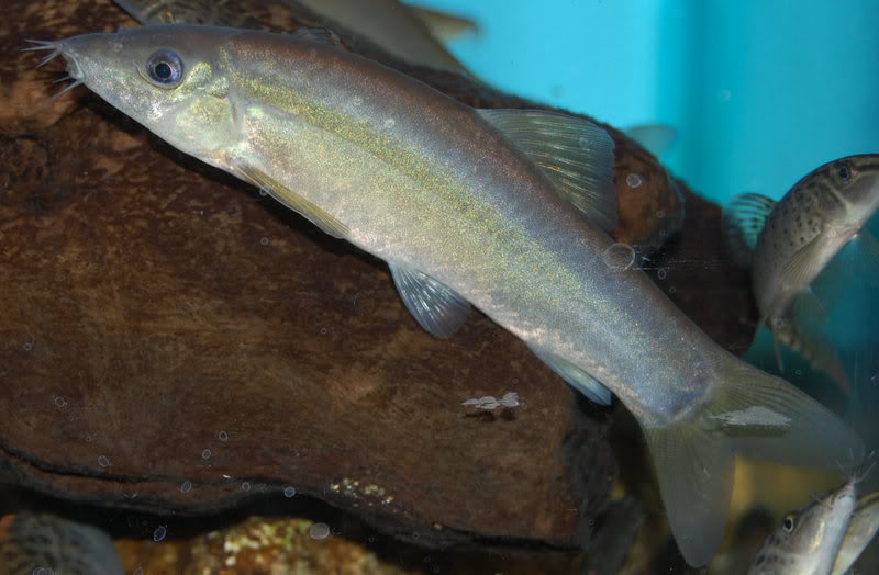 The commoner form with yellow finnage