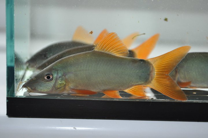 Subadult specimen.