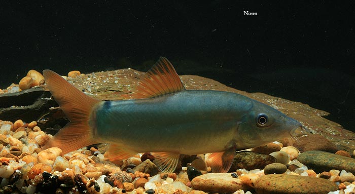 This is the red-finned form of the species most-often seen in the trade...