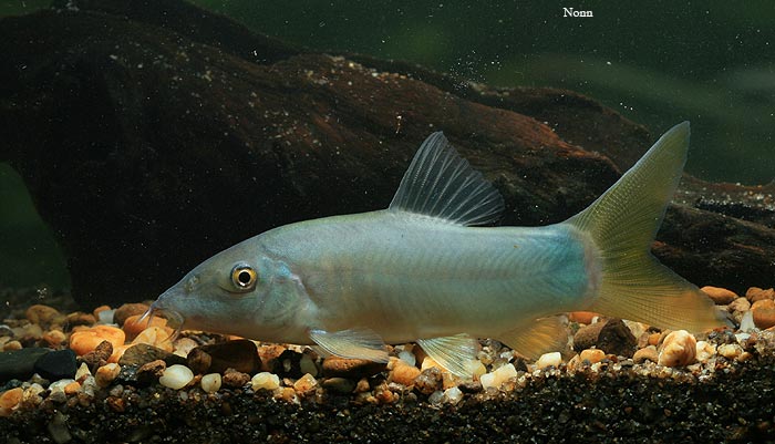 ...and this is the yellow-finned one with blue dorsal which may represent a different species.