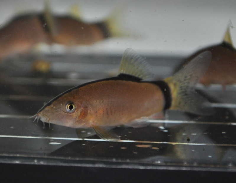 Another subadult.