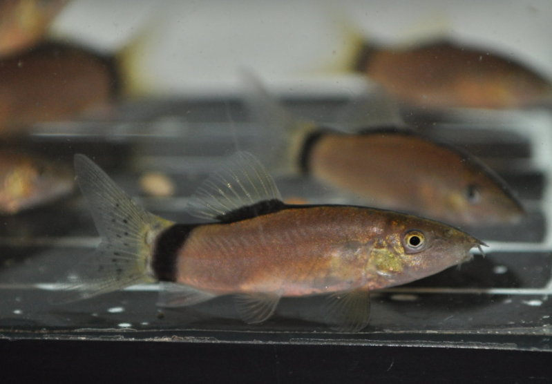 Slightly older subadult...