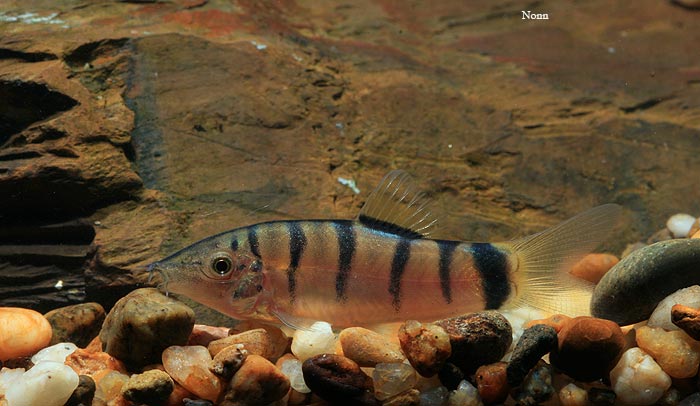 Juveniles/subadults typically possess a series of dark, vertical bars on the body which fade as the fish mature.
