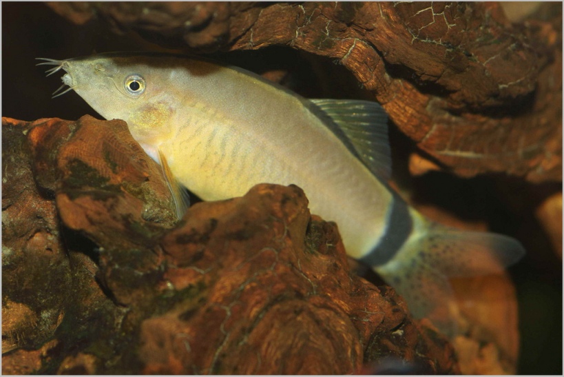 This species is among the more-commonly-traded botiid loaches.