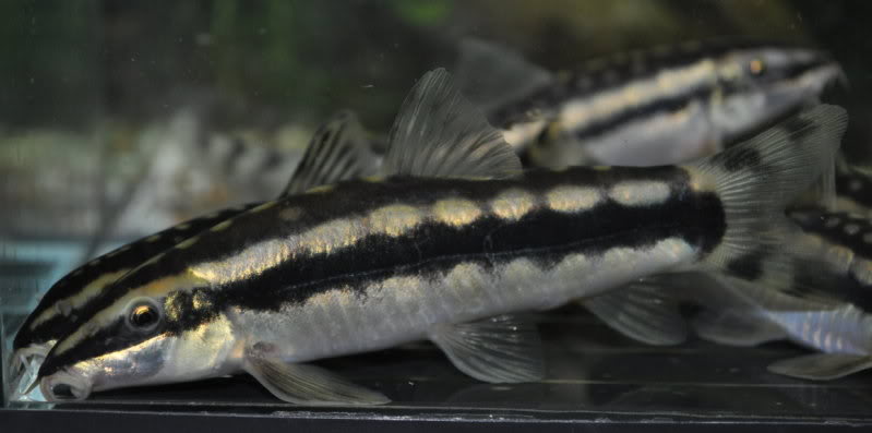 Adult, probably male, specimen.