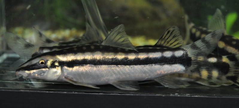 Probable adult female.