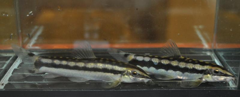Adult female left, male right.