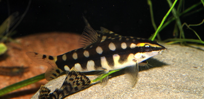 Well-marked adult female specimen.