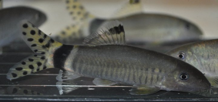 Young subadult.