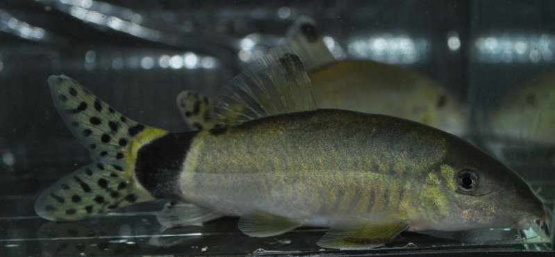 Adult displaying full colour development.