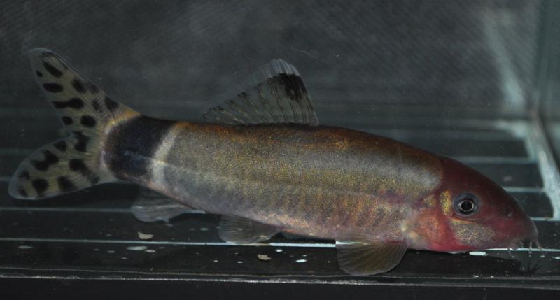 Adult specimens exhibiting red pigmentation around the head region were imported into the UK during September 2011.