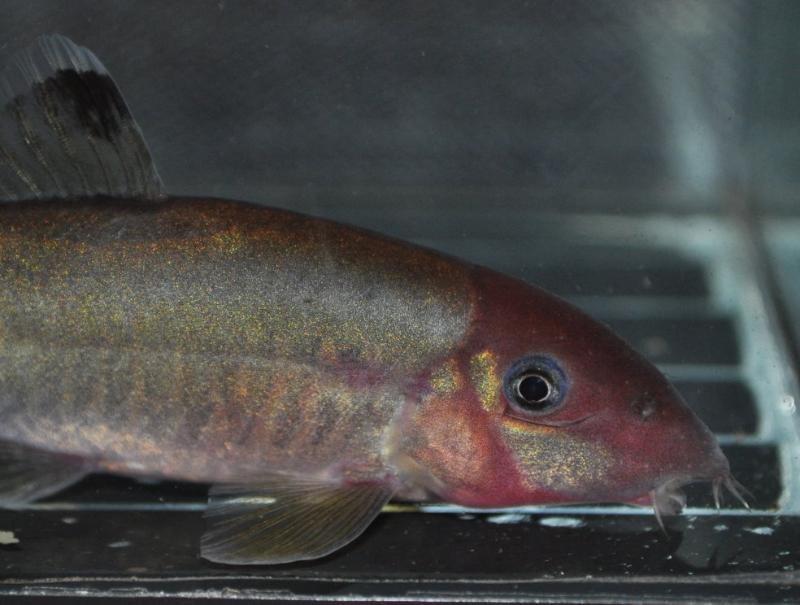 It's unclear if this is nuptial colouration or something else...