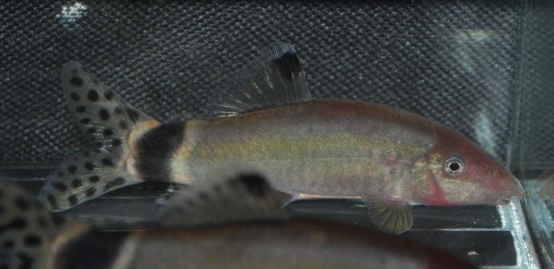 ...but to date it's only been observed in a small number of males.