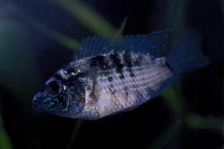 Aequidens pulcher juvenile
