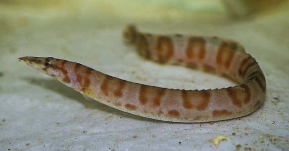 Aethiomastacembelus ellipsifer