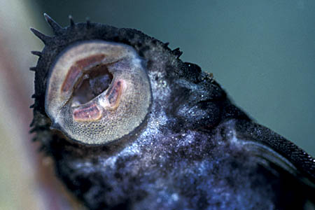 Detail of mouthparts.