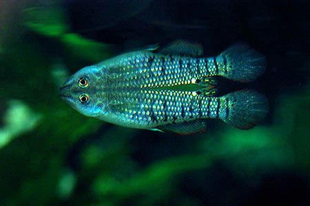 Aplocheilus lineatus adult male