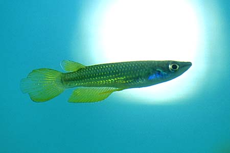 Aplocheilus lineatus "golden wonder" male
