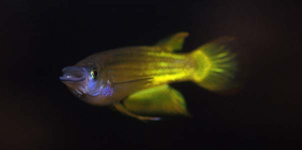 Aplocheilus lineatus "golden wonder" male
