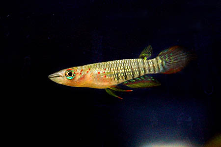Aplocheilus lineatus juvenile