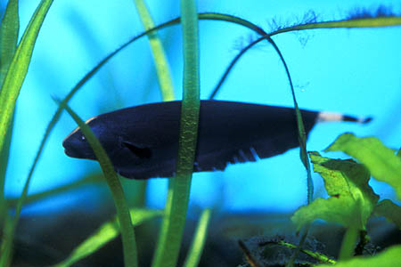 Apteronotus albifrons subadult