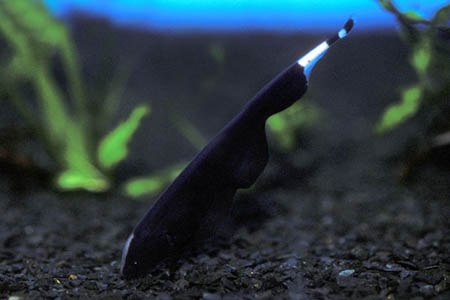 Apteronotus albifrons juvenile