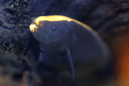 Apteronotus albifrons subadult