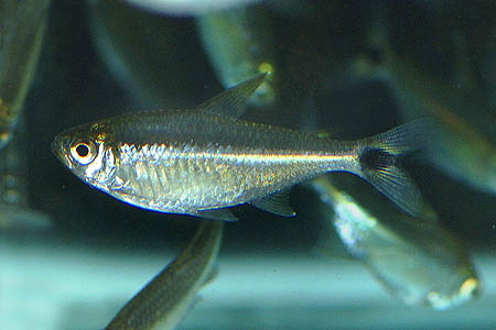 Astyanax kennedyi