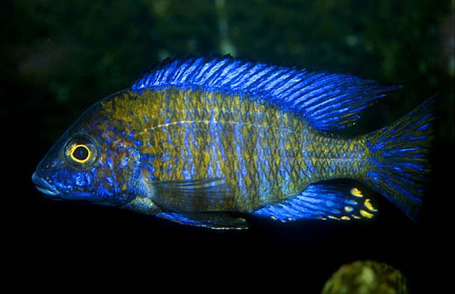 Nuptial male specimen.