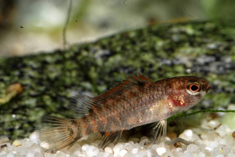Some juveniles begin to develop colour at a small size.