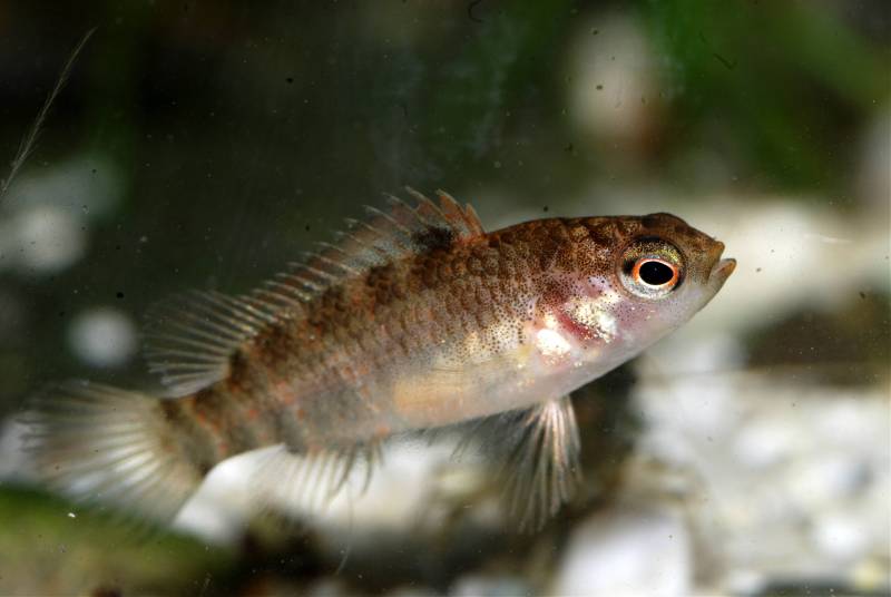 Juvenile.