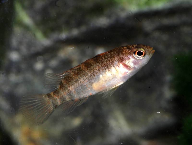 Another juvenile.
