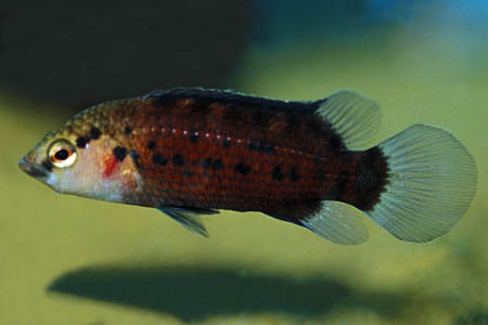 Adult male of Badis blosyrus.