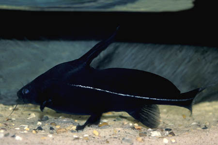 Black Lancer (Bagrichthys macracanthus)