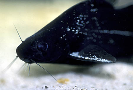Head detail.