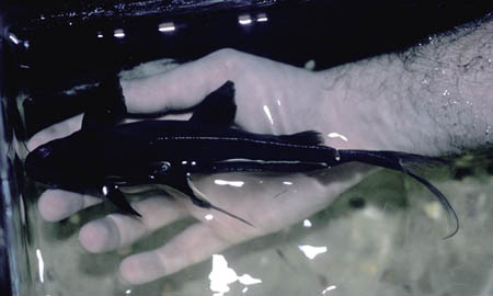 Dorsal view.