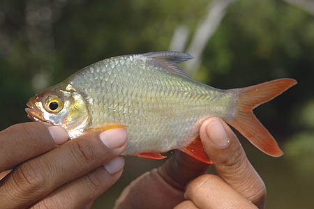 Another subadult.