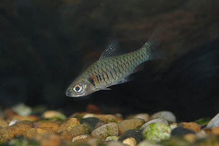 Clypeobarbus congicus.