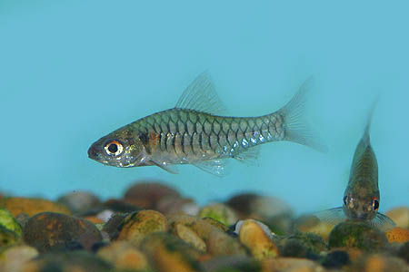 Clypeobarbus congicus.