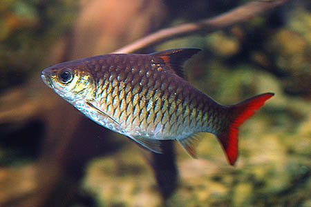 Adult specimen of 'Barbus' guirali.