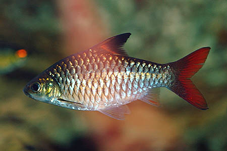Adult specimen of 'Barbus' guirali.