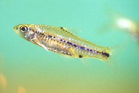 'Barbus' sublineatus