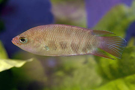 Subadult of the form described as C. s. jonklaasi by Benl and Terofal (1975).
