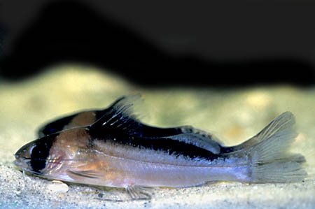 This species occurs syntopically with, and is a mimic of, Corydoras davidsandsi.