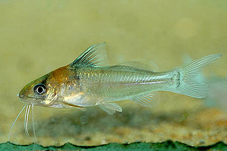B. rambarrani can be told apart from similar-looking Corydoras spp. by its longer barbels and lack of plate-like scutes on the body.