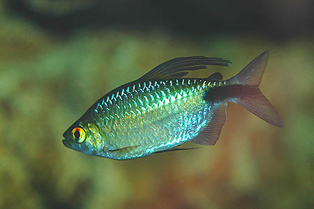 Brycinus longipinnis male