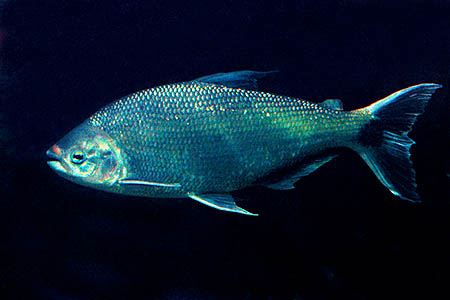 Brycon cephalus adult