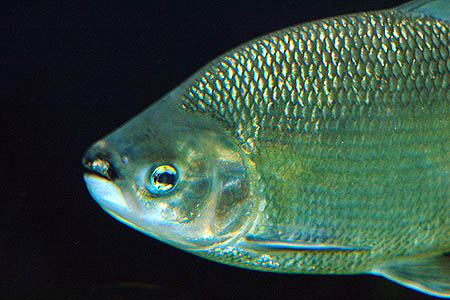 Brycon cephalus adult
